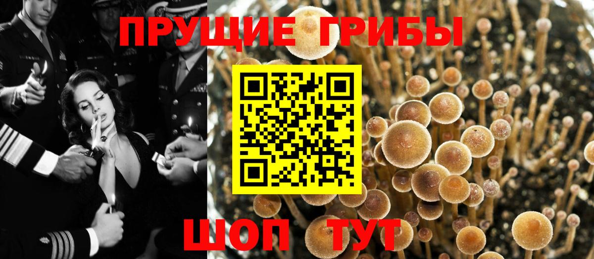 Вологда  Псилоцибиновые грибы мицелий  Вход с VPN  Псилоцибиновые грибы GOLDEN TEACHER 